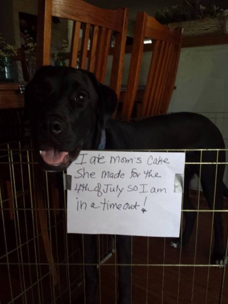 Naughty dog